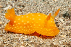 Doris chrysoderma