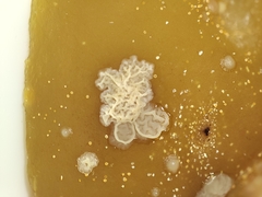 Eurotiomycetes