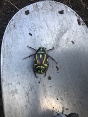 Eupoecila australasiae