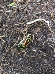 Eupoecila australasiae