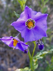 Solanum parishii