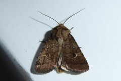 Proteuxoa tetronycha