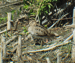 Gallinago hardwickii