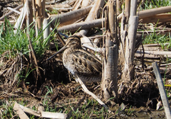 Gallinago hardwickii