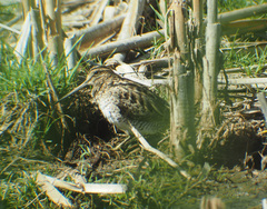 Gallinago hardwickii