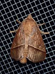 Limacodinae
