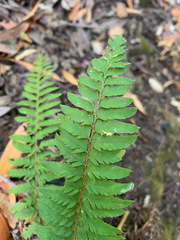Polystichum californicum