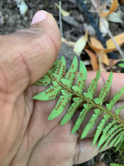 Polystichum californicum