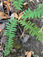 Polystichum californicum