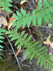 Polystichum californicum
