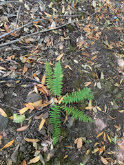 Polystichum californicum