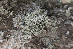 Ramalina