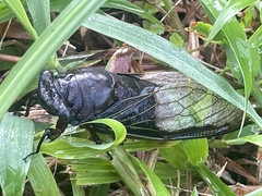 Cryptotympana aquila