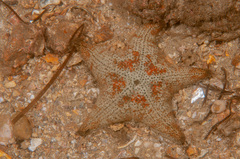 Anthenea sidneyensis