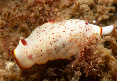 Goniobranchus daphne