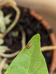 Drosophila immigrans