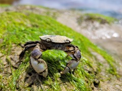 Hemigrapsus crenulatus