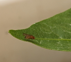 Drosophila immigrans