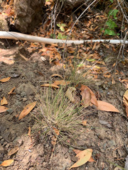 Festuca occidentalis