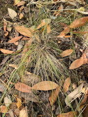 Festuca occidentalis