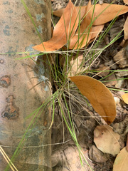 Festuca occidentalis