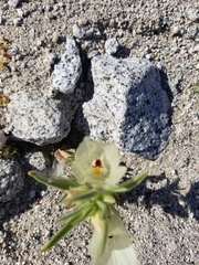 Mohavea confertiflora