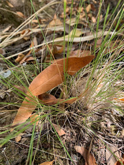 Festuca occidentalis