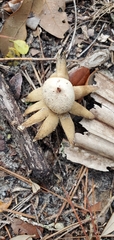 Astraeus hygrometricus