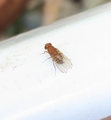 Drosophila immigrans