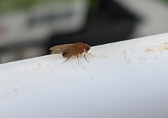 Drosophila immigrans