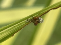 Ulidiidae