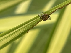 Ulidiidae
