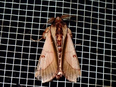 Sacada