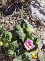 Eremalche rotundifolia