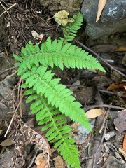 Polystichum californicum