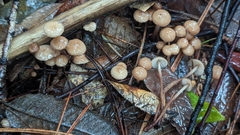 Mycetinis copelandii