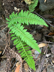Polystichum californicum