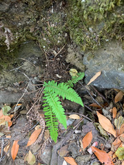 Polystichum californicum