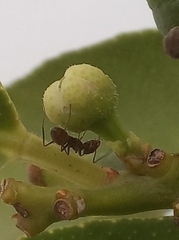 Dorymyrmex