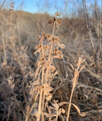 Stachys rothrockii