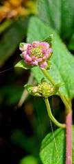 Lantana velutina