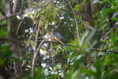 Trogon melanocephalus