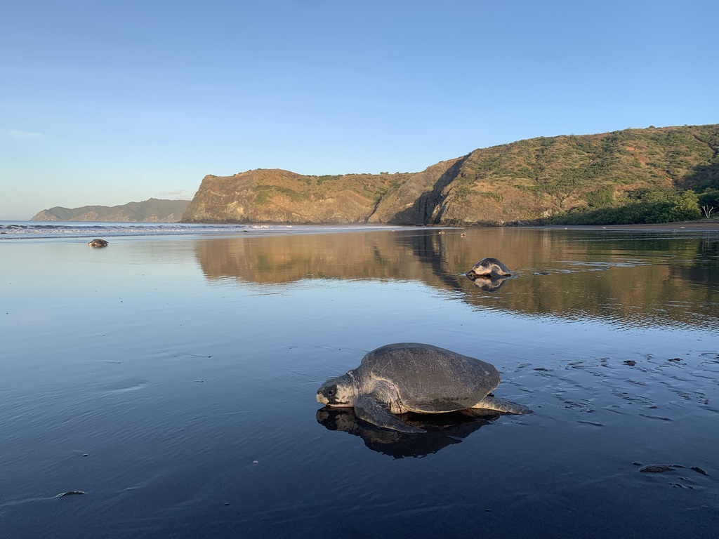 Lepidochelys olivacea