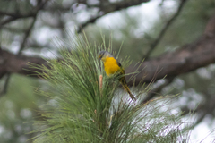 Pericrocotus brevirostris