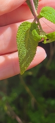 Lantana velutina