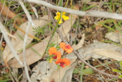 Dillwynia hispida