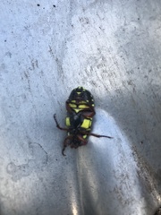 Eupoecila australasiae