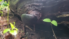 Camarops petersii