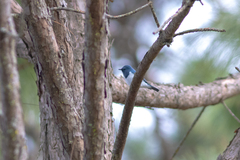 Ficedula superciliaris