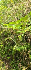 Lantana velutina